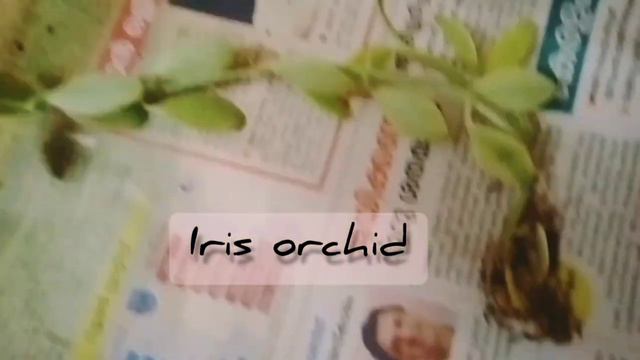 #Naturehub #unboxingvideo #gardening  Syngonium Albo //Homegarden #plantlover #indoorplants #plant