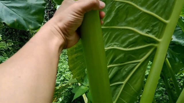 Hala Kadaku Sa Badyang! | Alocasia Macrorrhiza | Giant Taro