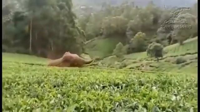 Слон, погнавшийся за человеком, подскользнулся и упал