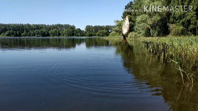 Щука на кружки 2020. Рыбалка в Подмосковье.