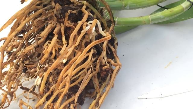 Cattleya Orchid Care: Tips On How To Repot A Large Unruly Cattleya Orchid With Lots Of Roots