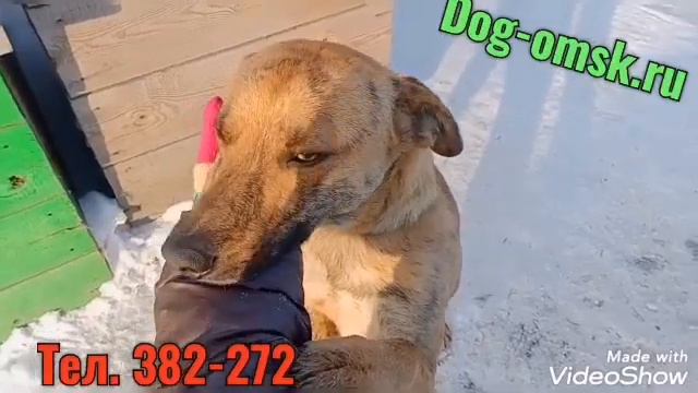 МАРИКУ нужен дом!