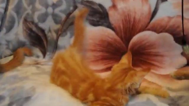 Котята питомника 