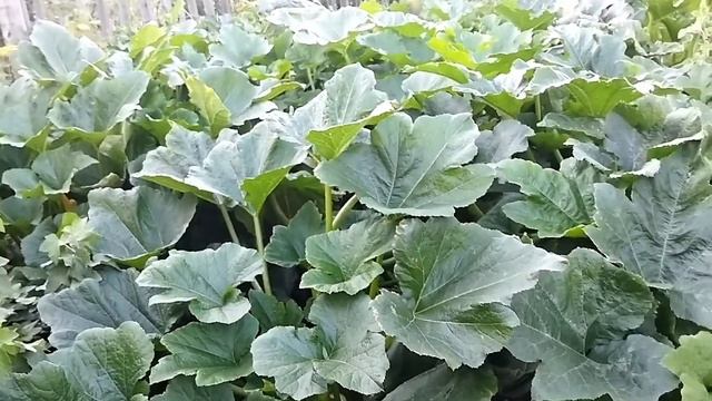 Семья в деревне.Урожай на огороде.Муж ремонтирует баню.Цветущий полисад. Жизнь бывших городских!