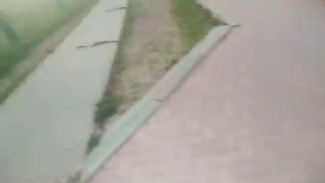 Звериные истории: рождественские приключения