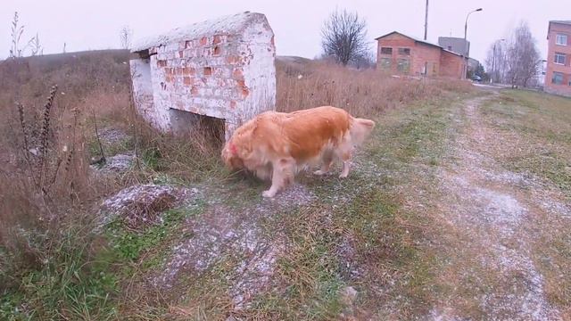 ЗОЛОТИСТЫЙ РЕТРИВЕР: ЛАВКА, ТУАЛЕТ ПО КОМАНДЕ.