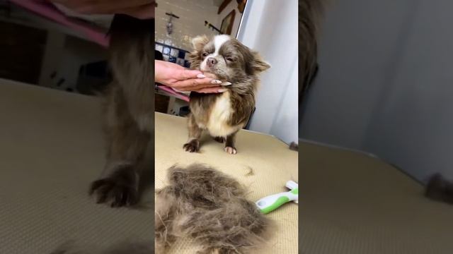 Подготовка чихуахуа к выставке, груминг