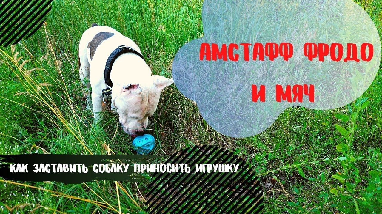 Фродо и мяч. Как заставить собаку приносить игрушку