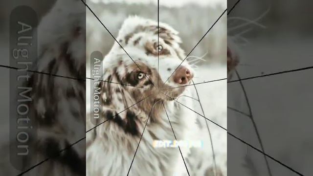 аусси💋🥰 Легендарная порода🥵💓