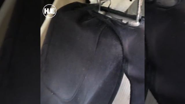 Медведь из США едва не угнал машину