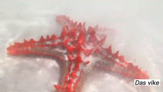 Zanzibar 4k drone views- paradise in Africa. Explore 2023