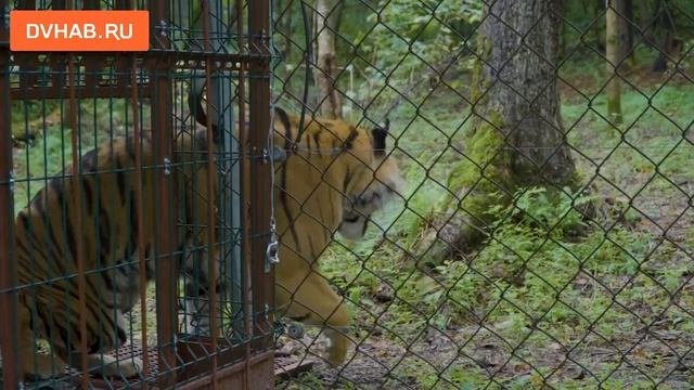 Тигра Гектора выпустили в вольер