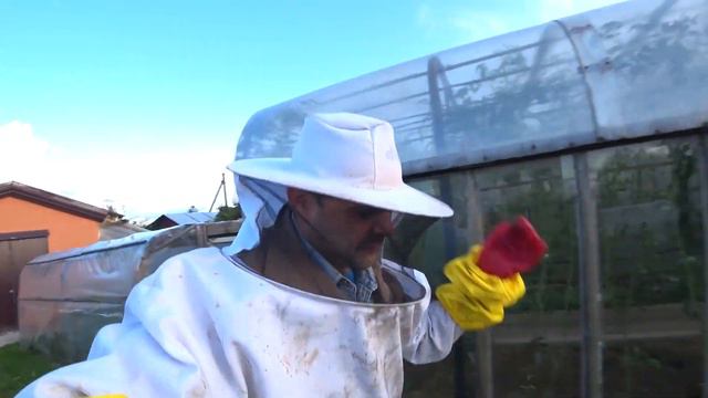 Пересадка ПЧЕЛ из ловушки в улей