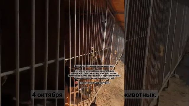 4 октября - Всемирный день животных. Приют Сириус в Киевской области - 3000 ищущих дом 💔