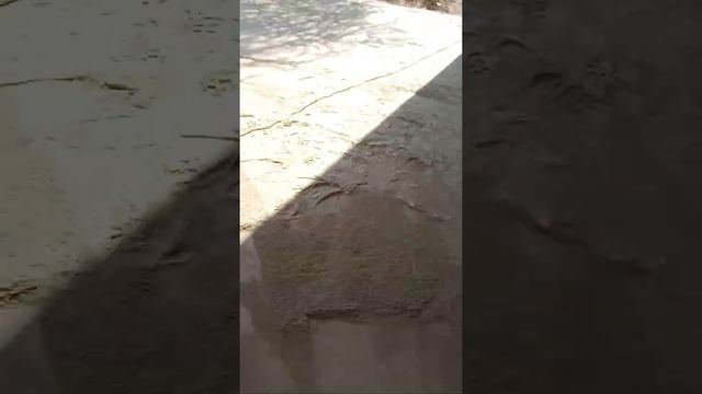 Шлифовка бетонного пола