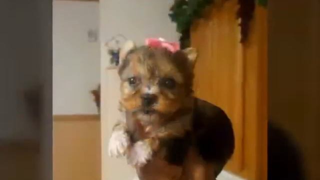 MERLE YORKIES BREED BY EVANGELINE WASHINGTON AKA VANNA BLACK