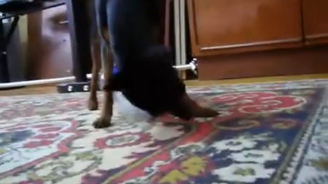 Dog And A Bottle - Sarkozi From 15.04.2009