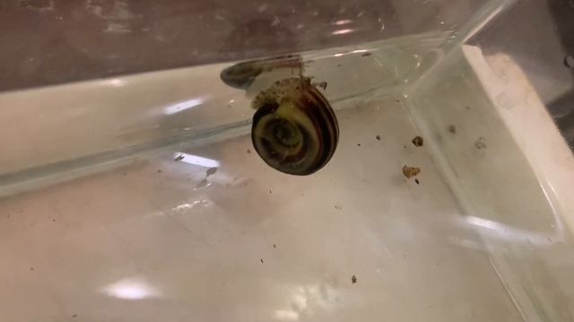 Улитка Мариза (Marisa cornuarietis)