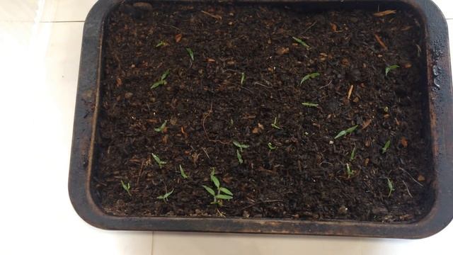 Как правильно прорастить семена перед высадкой на рассаду / Рассада баклажан, перца
