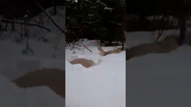 Сестрички-голдены и снег/Golden Sisters And Snow