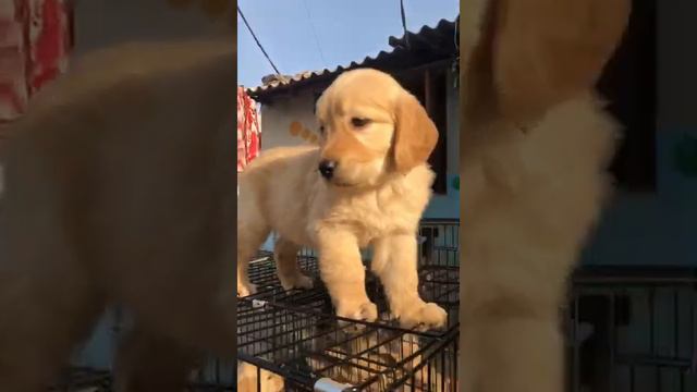 43653dd05201ccaac2dd548f14a22216