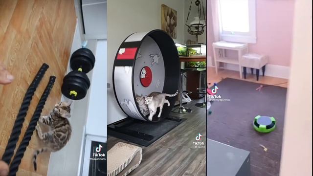 Bengal Cats - The Pricey Exotic House Cat [2021]