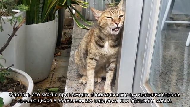 Когтеточки для кошек: чтобы мебель и обои не пострадали