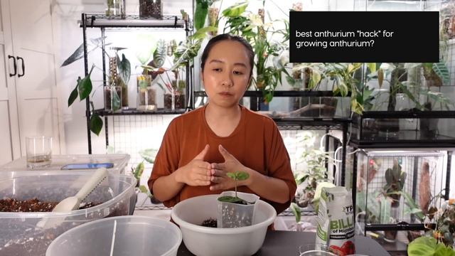 Discuss And Repot Anthurium With Me For 2 Hours!