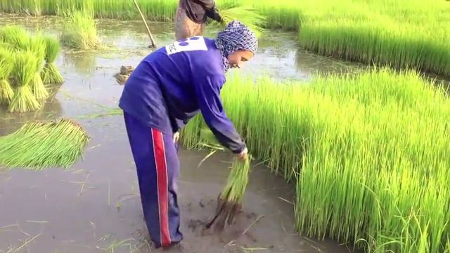 Мама Джонни на рисовых полях.  Первый этап - рассада. Отбор лучших ростков.