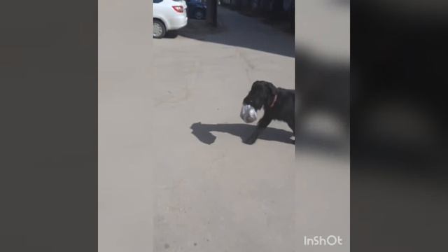 Namigos Double Quick ризеншнауцер