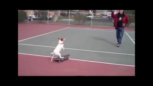 Умная собака. Smart Dog
