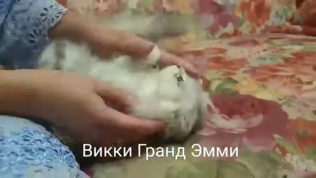 Викки Гранд Эмми,  2,5 месяцев