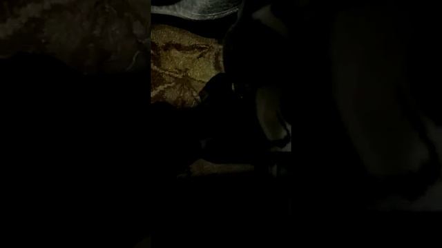 Французский бульдог Лилу заговорила