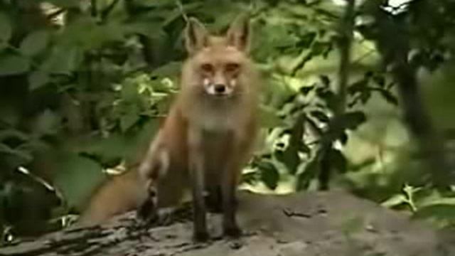 Котики и Собачки в Эфире