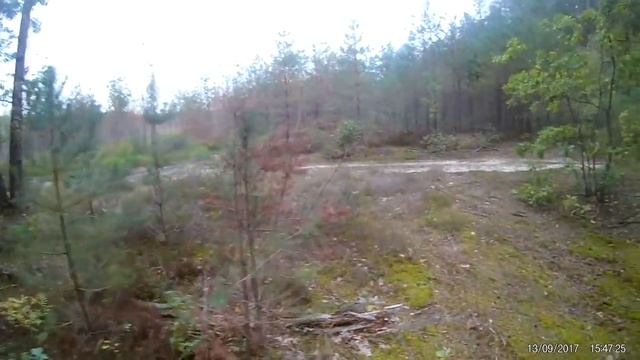 Иван-чай и грибной рай в деревне