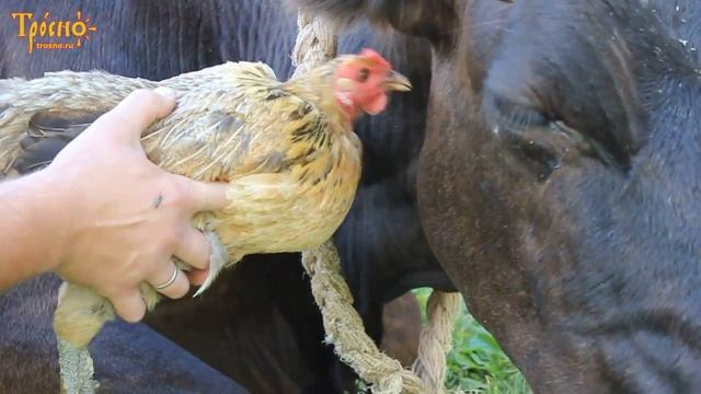 959557fdc369cd7f309815a0ee1e3a10