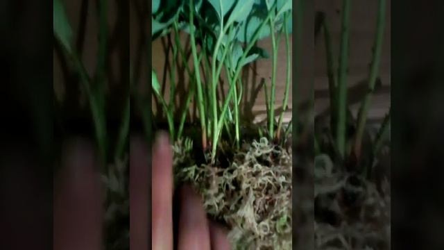 Как отправить саженцы клубники почтой.