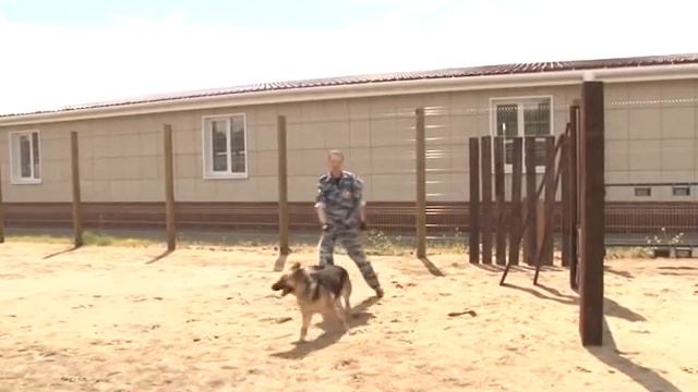 Работа патрульно-постовой службы