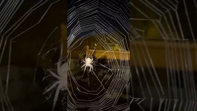 Ужас ночь паук …