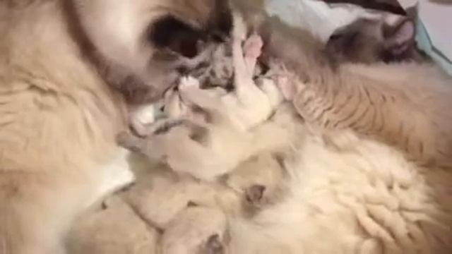 Котята «D ... Ussuriyskiy Tigr” (15.02.2018), 12 дней