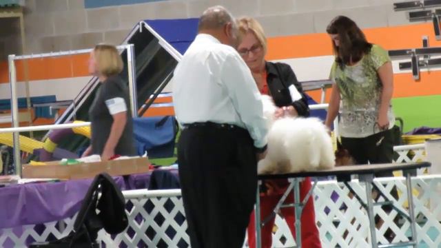 Show 1 Coton De Tulear First Place Puppy