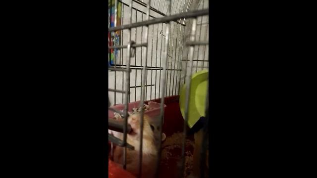 Это сушняк, братан!