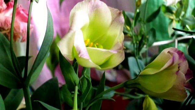 эустомы от посева до цветения