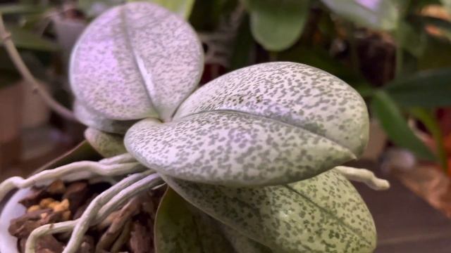 ПЫШНОЕ ЦВЕТЕНИЕ МУЛЬТИФЛОР