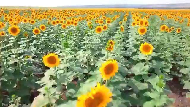 часов расслабляющей музыки - спокойное фортепиано и гитара, музыка для сна, учебная музыка