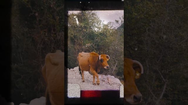 Почему быки не любят красный цвет?!! #shorts