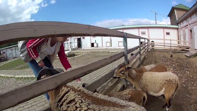 Деревенский зоопарк 2014