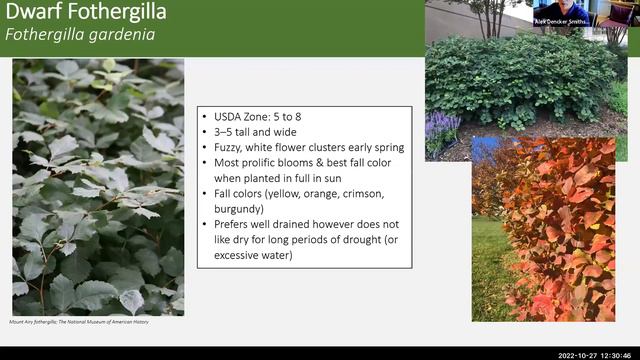 Native Plants To Replace Invasives In Your Garden