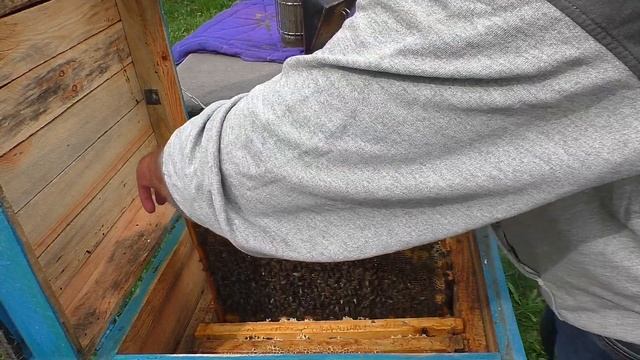 Месячный ОТВОДОК! Создание условий для хорошей работы отводка пчёл.