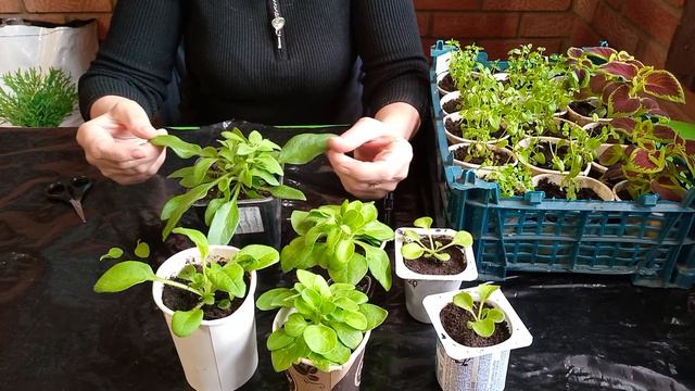 Прищипывание петунии. Эксперимент. Часть 1